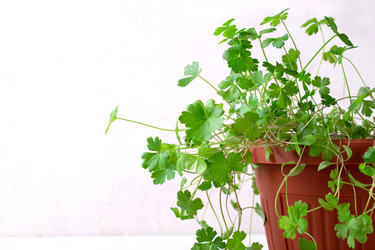 Similar image 21462561