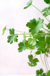 Similar image 21470819