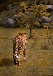 Similar image 21465772