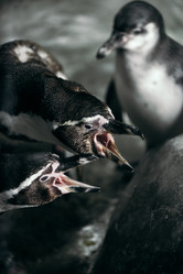 Similar image 21465779