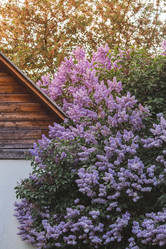 Similar image 21462580