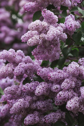 Similar image 21463718