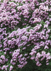 Similar image 21463727