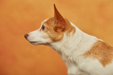 Similar image 21466182