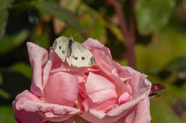 Similar image 21466713