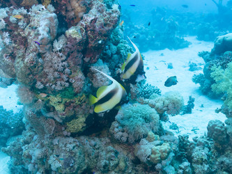 Similar image 21466740