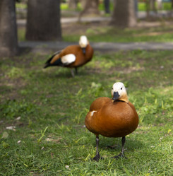 Similar image 21467344