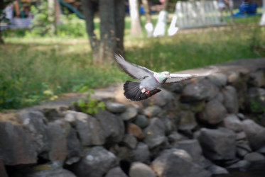 Similar image 21475004