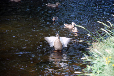 Similar image 21475013