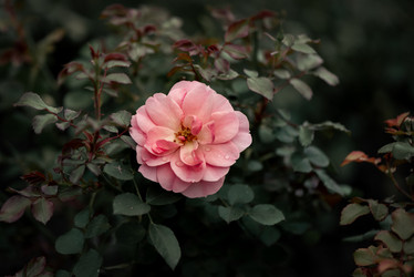 Similar image 21472653