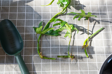 Similar image 21479536