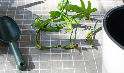 Similar image 21479539