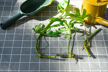 Similar image 21479545