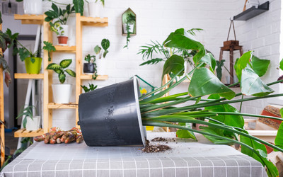 Similar image 21479548