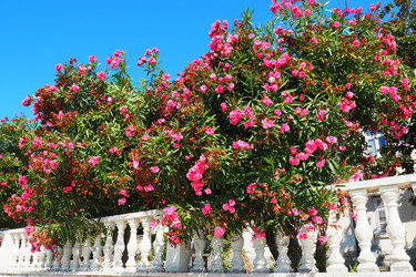 Similar image 21478259