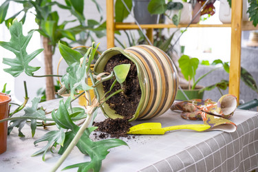 Similar image 21479587