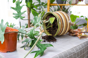 Similar image 21479589