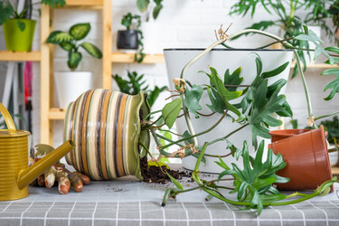 Similar image 21479593