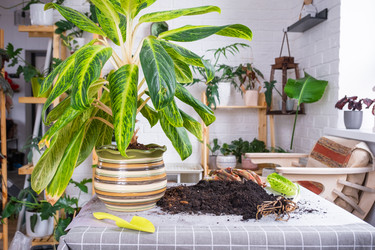 Similar image 21479635