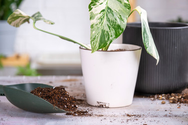 Similar image 21468487