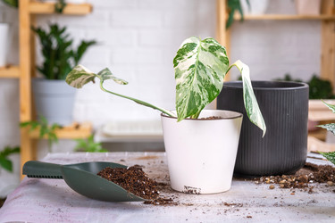 Similar image 21468489