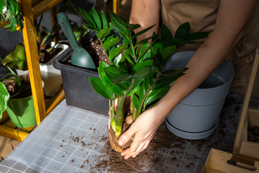 Similar image 21468542