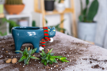 Similar image 21479682