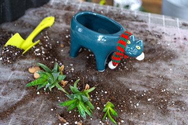 Similar image 21479684