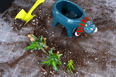 Similar image 21479686