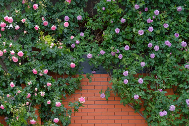 Similar image 21474800