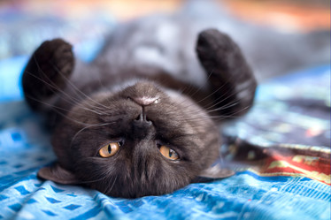 Similar image 21472721