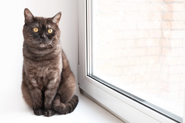 Similar image 21472737