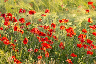 Similar image 21470770