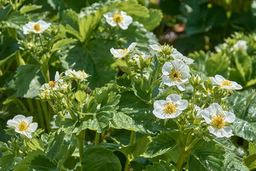 Similar image 21477148