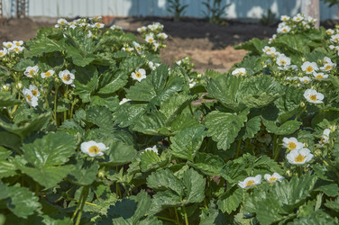 Similar image 21477154