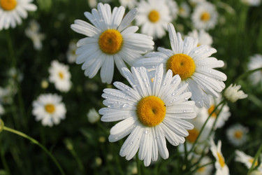 Similar image 21477603