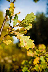 Similar image 21477911