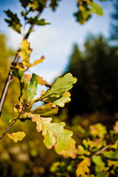 Similar image 21477913