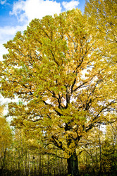 Similar image 21477919