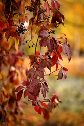 Similar image 21480401