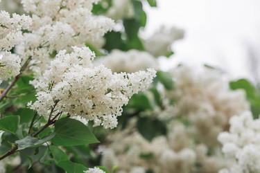 Similar image 21479752