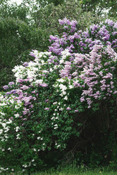 Similar image 21481337