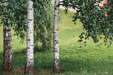 Similar image 21481384