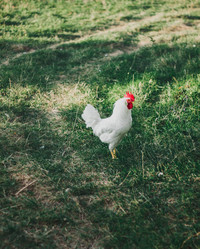 Similar image 21496806