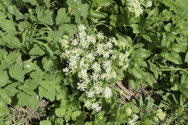 Similar image 21488373