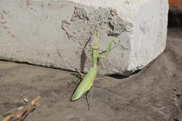 Similar image 21487955