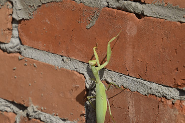 Similar image 21487956