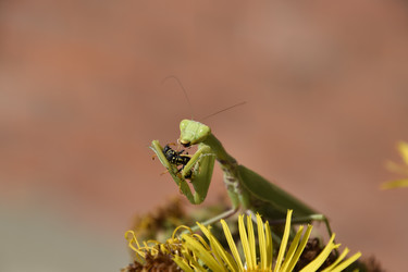 Similar image 21488697