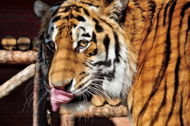 Similar image 21504192