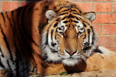 Similar image 21491721